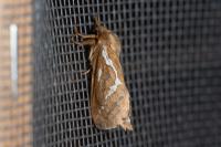 Korscheltellus lupulinus