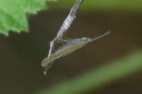 Coleophora