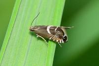 Glyphipterix forsterella