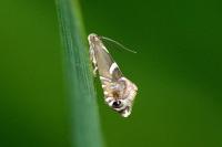 Glyphipterix forsterella