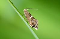 Glyphipterix forsterella