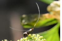 Adela australis