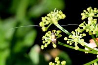 Adela australis