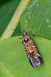 Pancalia leuwenhoekella