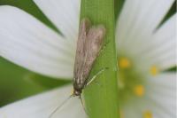 Coleophora lutarea