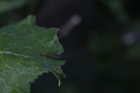 Hedya nubiferana