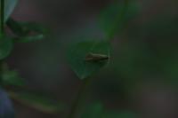 Nematopogon adansoniella