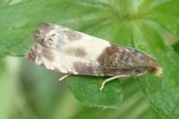 Notocelia cynosbatella