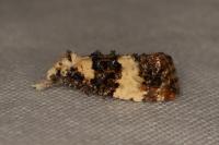 Phtheochroa duponchelana