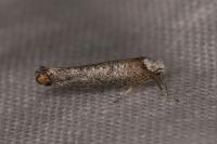Pseudoswammerdamia combinella