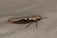 Ethmia bipunctella