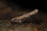 Zelleria oleastrella