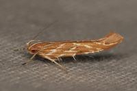 Pyroderces argyrogrammos