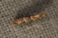Phyllonorycter cephalariae/trifasciella
