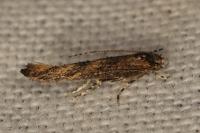 Coccidiphila
