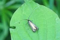 Adela reaumurella