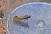 Glyphipterix fuscoviridella