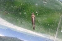 Glyphipterix fuscoviridella