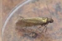 Glyphipterix fuscoviridella