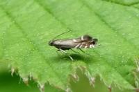 Glyphipterix simpliciella