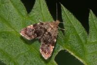 Anthophila fabriciana