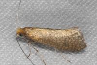 Nematopogon adansoniella