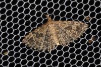 Alucita hexadactyla