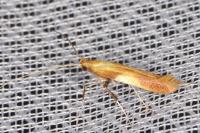 Caloptilia robustella