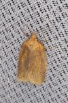 Clepsis unicolorana