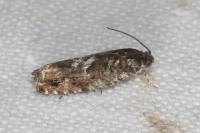 Pammene argyrana