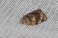 Syndemis musculana