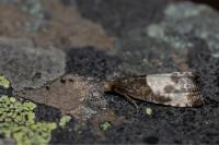 Notocelia cynosbatella