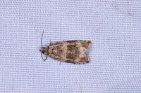 Celypha lacunana