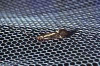 Esperia sulphurella