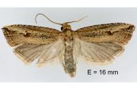Bactra venosana