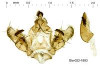 Bactra venosana