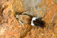 Aproaerema polychromella
