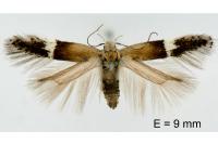 Aproaerema polychromella