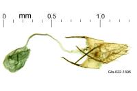 Aproaerema polychromella