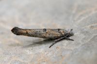 Zelleria oleastrella