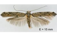 Zelleria oleastrella