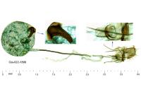 Zelleria oleastrella