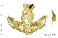 Agonopterix subpropinquella