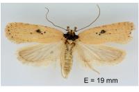 Agonopterix subpropinquella