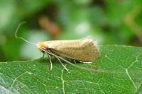 Nematopogon adansoniella