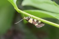 Eratophyes amasiella