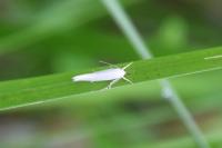 Elachista argentella