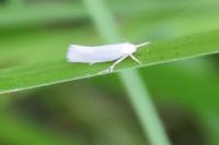 Elachista argentella