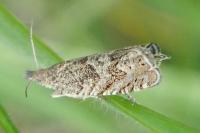 Dichrorampha plumbagana