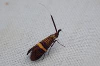 Adela croesella